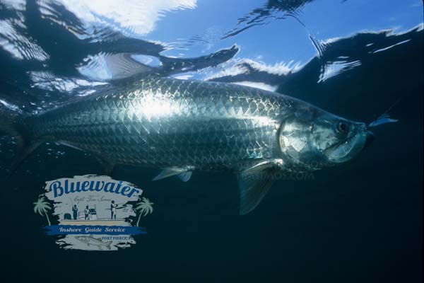 tarpon fishing guide near Port St. Lucie