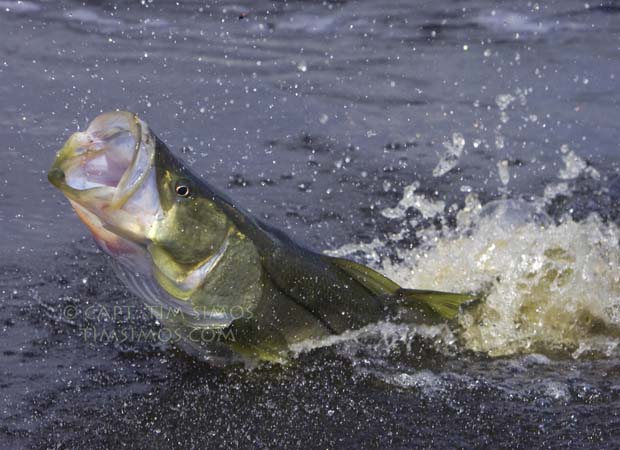 snook fishing guide Port St. Lucie area