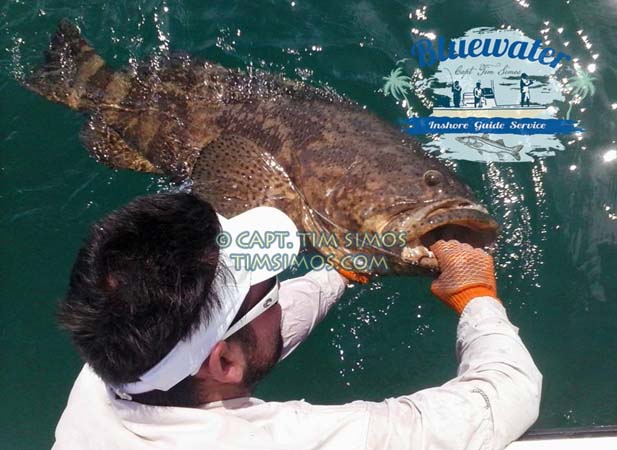 goliath grouper guide Vero Beach area