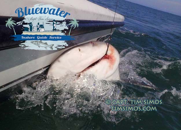 shark fishing guide near Port St. Lucie